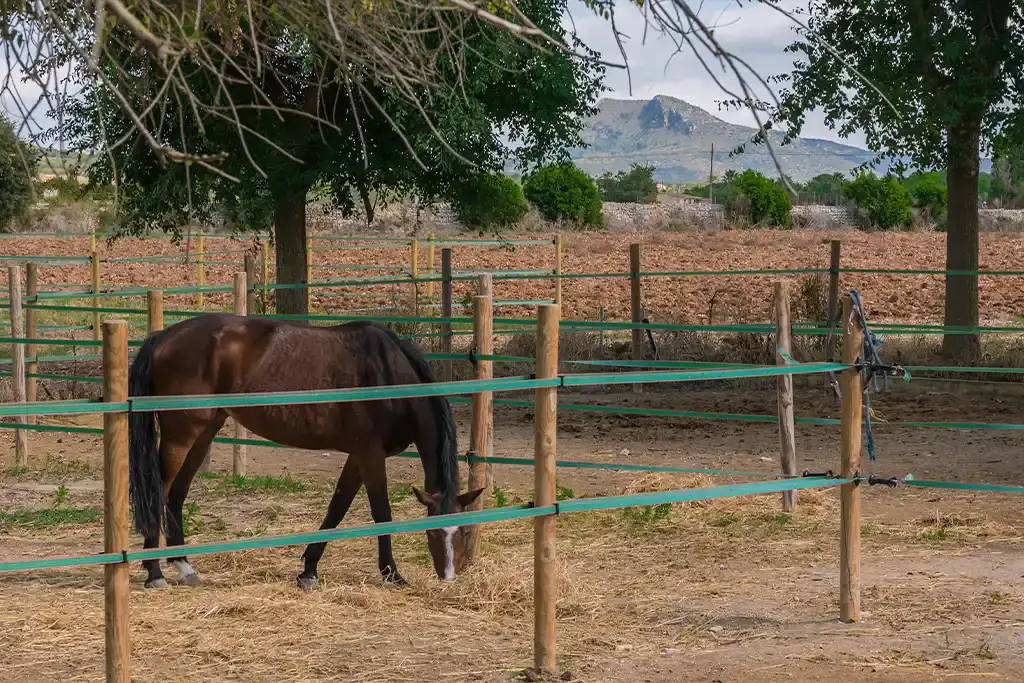 Instalaciones de la Hípica Sa Caseta en Manacor (foto 13 de 18)