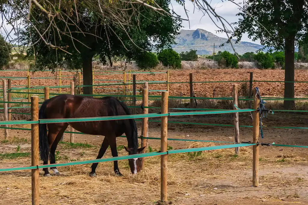 Instalaciones de la Hípica Sa Caseta en Manacor (1/6)