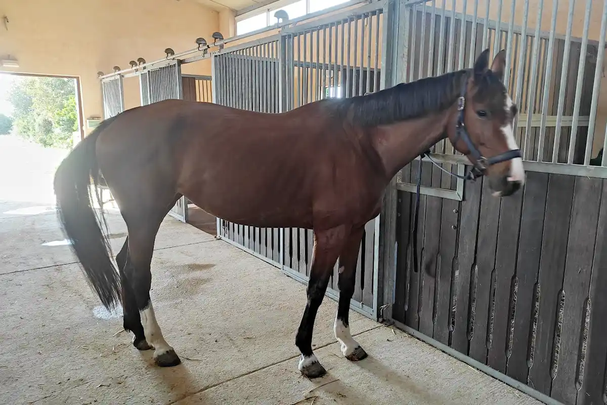 Bealaska - Holsteiner 2026 | Sa Caseta