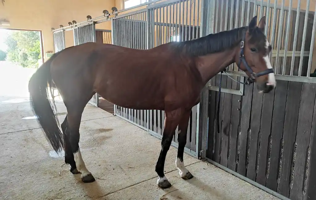 Be Alaska - Venta de Caballos - Sa Caseta - Manacor