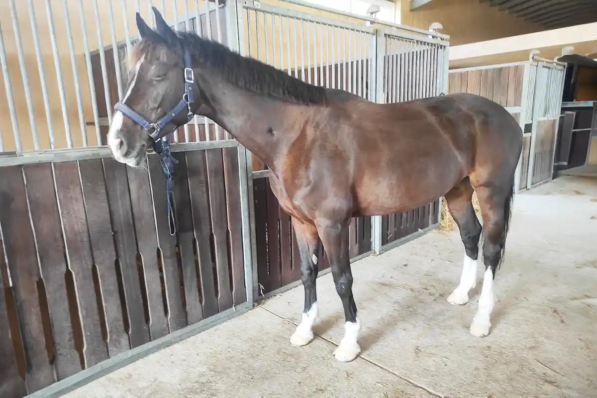 carlotta - Holsteiner 2026 | Sa Caseta