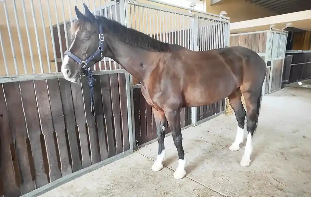 Carlotta . Venta de Caballos - Sa Caseta - Manacor