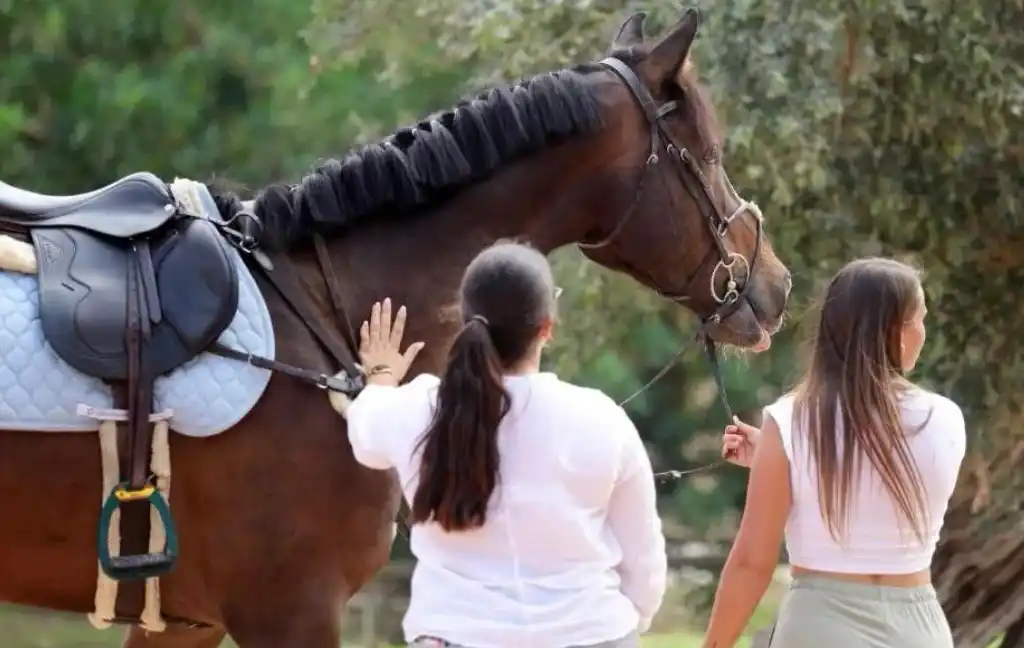 Dodgez . Venta de Caballos - Sa Caseta - Manacor