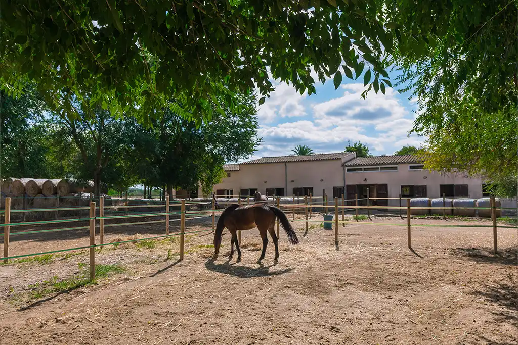 Nuestras instalaciones Sa Caseta - Hípica Manacor