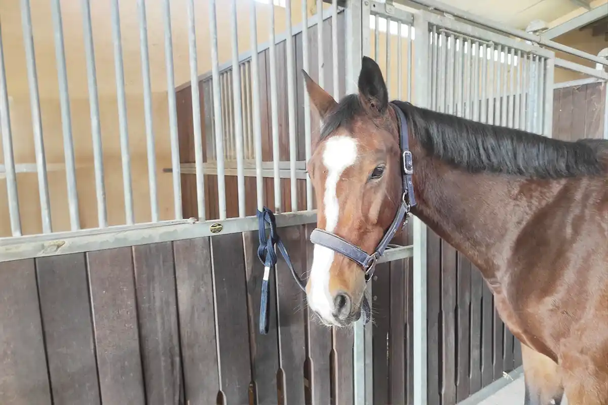 Nulonie - Holsteiner 2026 | Sa Caseta